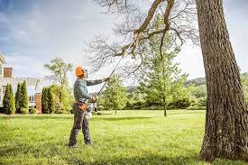 Best Tree Disease Treatment  in Clayco, MO